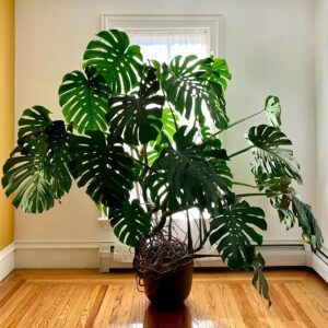 Monsterra Plant