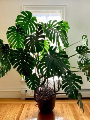 Monsterra Plant
